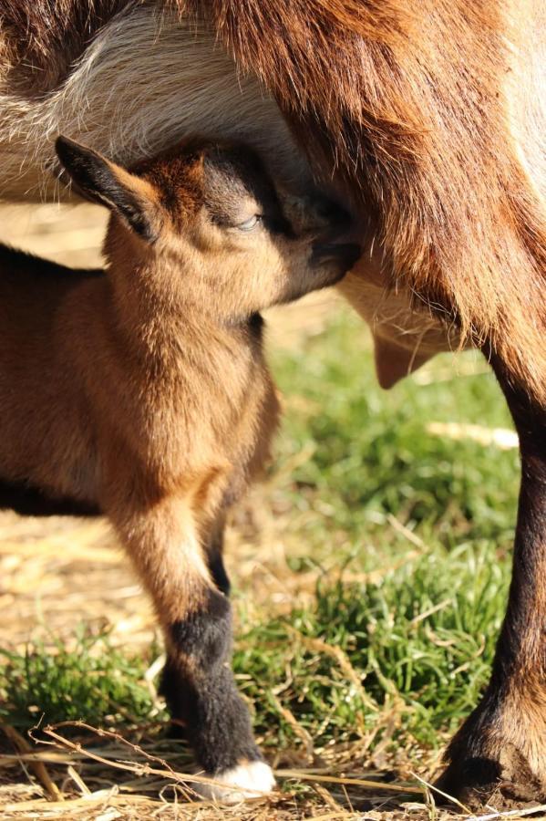 Gite A La Ferme En Pleine Nature Ngoại thất bức ảnh